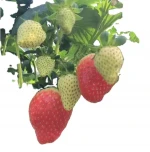 latest product Special fertilizer for soilless cultivation strawberry leafy vegetables and fruits
