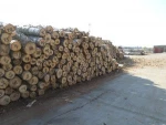 Latvian White Birch Logs