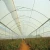 Import Low Cost Fixed Poly Tunnel Seed Greenhouse For Vegetables from China
