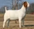 Import Male & Female Kalahari red and boer goats - Goats for sale from Philippines