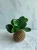 Import Natural foliage plant decoration moss ball green leaf photosynthesis succulents wholesaleve plants from China