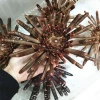 Natural Sea urchin for home desk decoration