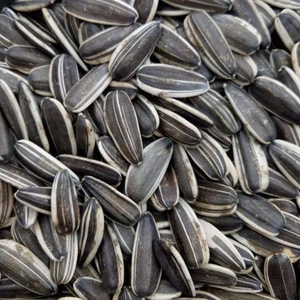 New Crop High Quality Sunflower Seeds from South Africa