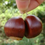 New Crop Organic Bulk Fresh Chestnuts price