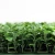 Import New style green plastic recycled artificial plant for home art from China