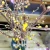 Import New year fresh cut branches plume blossom for home decoration from China
