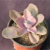 Nursery direct Korean variegated live succulent plants with competitive price