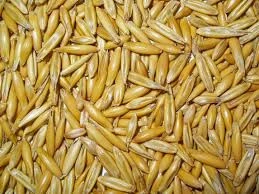 OAT FLAKES / oats kernels / Oat Grain