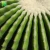 Import Plant farm direct sale 8-50cm size garden echinocactus grusonii ornament live cactus plants from China