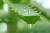 Import Private Label OEM/ODM Natural Organic Aloe Vera Gel Bulk Sunburn  Moisturizing Aloevera Extract Whitening Facial & Body Care from Egypt