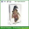 Qianfan Pigeon Dissection Specimen School Supply