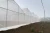 Import Quality Assurance Greenhouse Project Multi-Span Plastic Film Greenhouse Commercial Green House from China