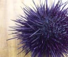 Quality fresh sea urchins