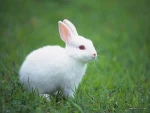 Rabbit Meat