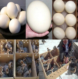 Red and Black neck Ostrich Chicks  / Fertilized Ostrich Eggs