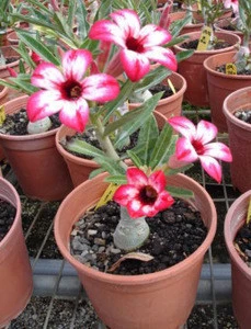 red pink white blooming Adenium obesum of outdoor indoor natural decorative ornamental plants