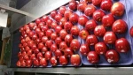 Royal Gala Apples from Washington State