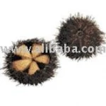 SEA URCHIN