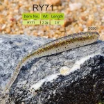 Silicone Double Color Swimbait Soft Plastic Bait Wobblers Fishing Lures