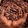 Sun Dried Cocoa Beans /Dried Grade A Cocoa/ Cacao/ Chocolate bean