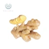 supply gingerols extract powder ginger concentrate