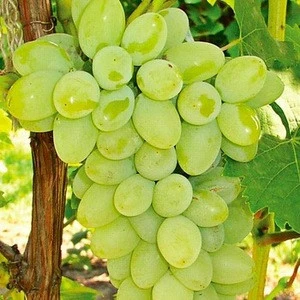Thompson Seedless Green Grapes/White Grapes/Indian Grapes!