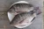 Import Tilapia Fish Best Frozen Seafood New Price from Bangladesh