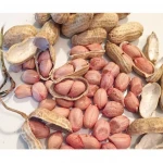 Top Grade Raw Peanuts and Peanuts for sale / blanched peanut kernels in round shape