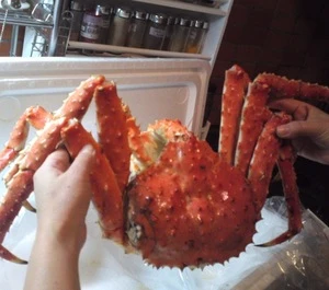 Top Quality Crab +Red King Crab +Live and Frozen Red king crab