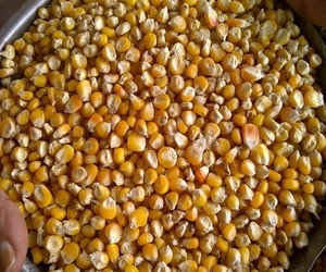 Top quality yellow corn for sale