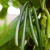 Import Vanilla Beans from South Africa
