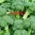 Import Vietnam factory supplier manufacturer green fresh cauliflower from Vietnam
