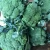 Import Vietnam Fresh Green Cauliflower High Quality from Vietnam