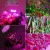Import 100w LED Grow Light Indoor Plants Full Spectrum Lamp  Seed Startin  House Garden Vegetable Succulent  Hydroponic Green house from China