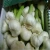 Import white fresh garlic with high quality & great specifications from Egypt