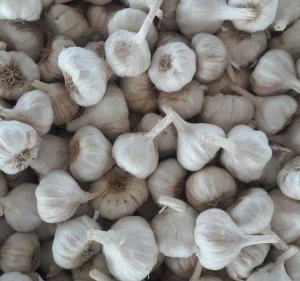 White Garlic/Fresh Garlic/Indian Garlic!