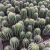 Import Wholesale cactus multi heads cactus indoor succulent nursery cactus plant decoration woody plant from China