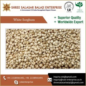 Widely Selling 100% Natural and Fresh White Sorghum Seeds