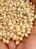 Organic Soya Beans ( NON GMO)