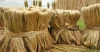 Natural Raw Jute Fiber for Eco Friendly Crafts and Packaging