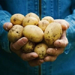 Fresh Potato Wholesale