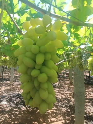 Dilkush Grapes (Green Grapes)