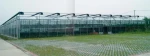 Diffuse Glass (Solar Energy Greenhouse Glass)