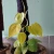 Import Coco Pole for Planter from Bangladesh