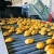Import Fresh Potato Wholesale from China
