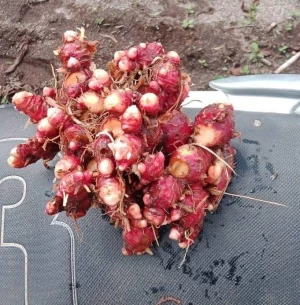 Grade A Harvested Red Fresh Gingers