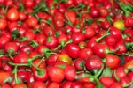 Akbare Chilli