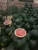 Import High quality Egyptian red sweet water melon wholesale fresh watermelon from Egypt