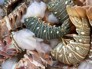 Seafood/ lobster wholesale supplier