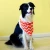 Import Print neck scarf bandanas pet products from China